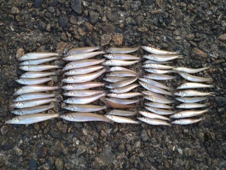 キスの50匹超え